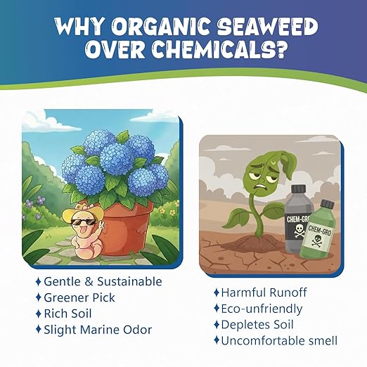Organic Hydrangea Fertilizer - Gentle Liquid Seaweed Plant Food, Nutrient Boost for Acid-Loving Plants Root Growth, Soil Health, Vibrant Blooms & Foliage, Made from Maine Kelp, 2oz Makes 12 Gallons