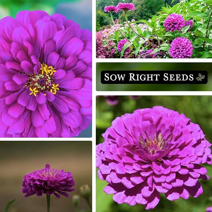 Sow Right Seeds - Purple Prince Zinnia Flower Seeds for Planting - Non-GMO Heirloom Seed - Heat & Drought Resistant - Huge Purple Blossoms - Beautiful to Plant in Your Garden - Cut and Come Again (1)
