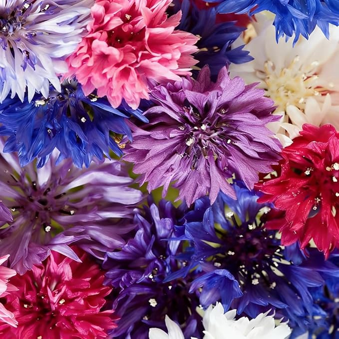 1107+ Perennial Cornflower Seeds Mix for Planting,Dwarf Colorful Cornflower Seeds Corn Flowers Seed Non-GMO Heirloom Plant Seed Home Garden