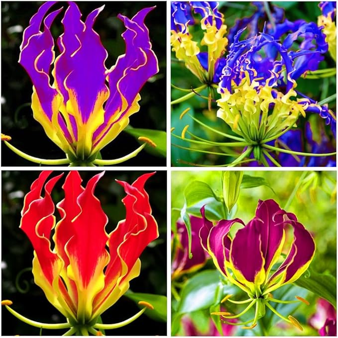 30+Rare Flame Lily Flower Seeds for Planting Outdoor Pollinator Friendly