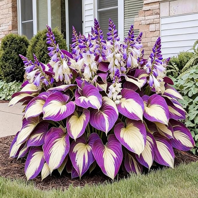 170+ Mix Hosta Seeds for Planting - Perennial Shade Garden Plant Seeds