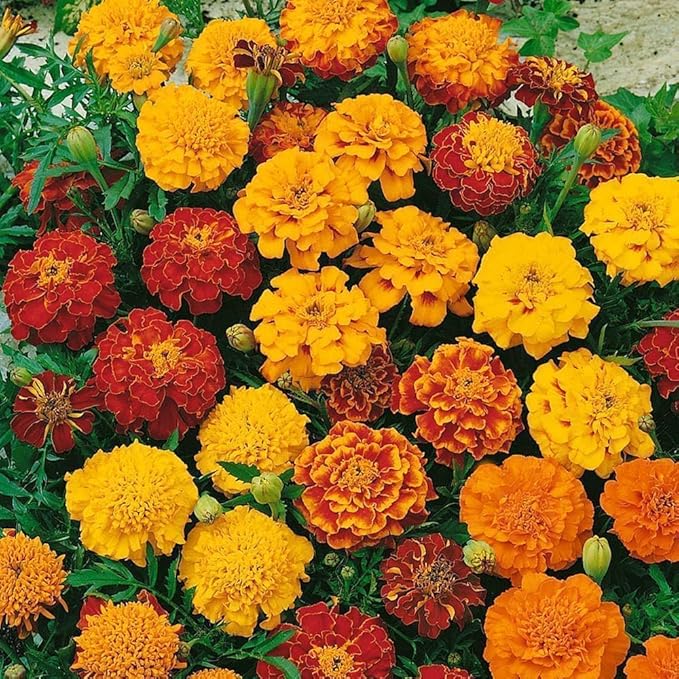 1500+ Mixed Marigold Seeds for Planting - African Marigold Seeds French Marigold Non-GMO Heirloom Garden Flower to Plant Open Pollinated Annual Flowers