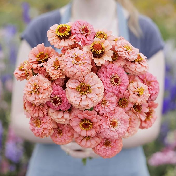 Eden Brothers Zinnia Seeds - Pumila Salmon, Non-GMO Seeds for Planting, 1/4 lb | Low-Maintenance Flower Seeds, Plant During Spring, Zones 3, 4, 5, 6, 7, 8, 9, 10