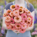 Eden Brothers Zinnia Seeds - Pumila Salmon, Non-GMO Seeds for Planting, 1/4 lb | Low-Maintenance Flower Seeds, Plant During Spring, Zones 3, 4, 5, 6, 7, 8, 9, 10