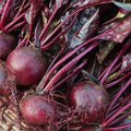 Bulls Blood Beet Seeds for Planting – Heirloom Non GMO Beet Seed Packets with Instructions to Plant & Grow Beets in Home Outdoor Vegetable Garden, Great Gardening Gift – 3 Packets