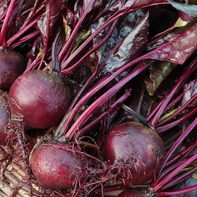 Bulls Blood Beet Seeds for Planting – Heirloom Non GMO Beet Seed Packets with Instructions to Plant & Grow Beets in Home Outdoor Vegetable Garden, Great Gardening Gift – 3 Packets