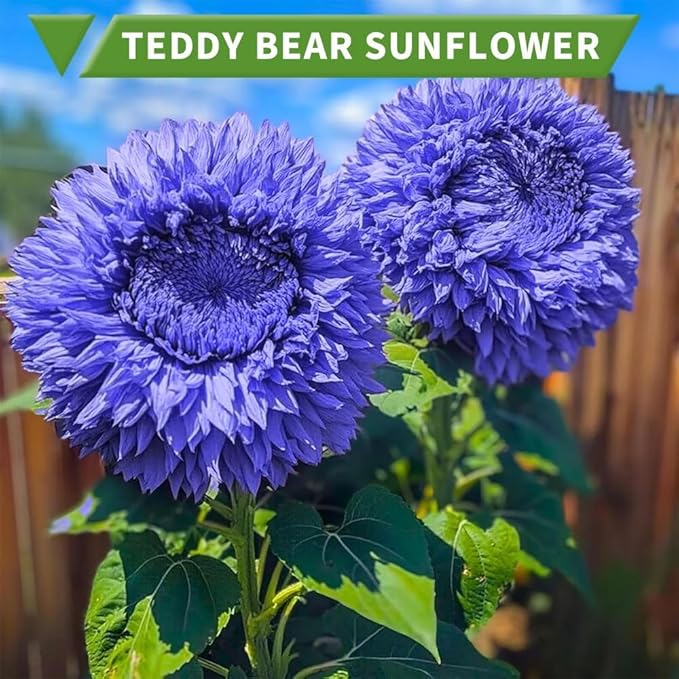 Teddy Bear Sunflower Seeds for Planting - 100 Non-GMO Heirloom Seeds, Fluffy Pom-Pom Blooms, Easy Growing, Attracts Pollinators for Indoor & Outdoor Gardens/Containers