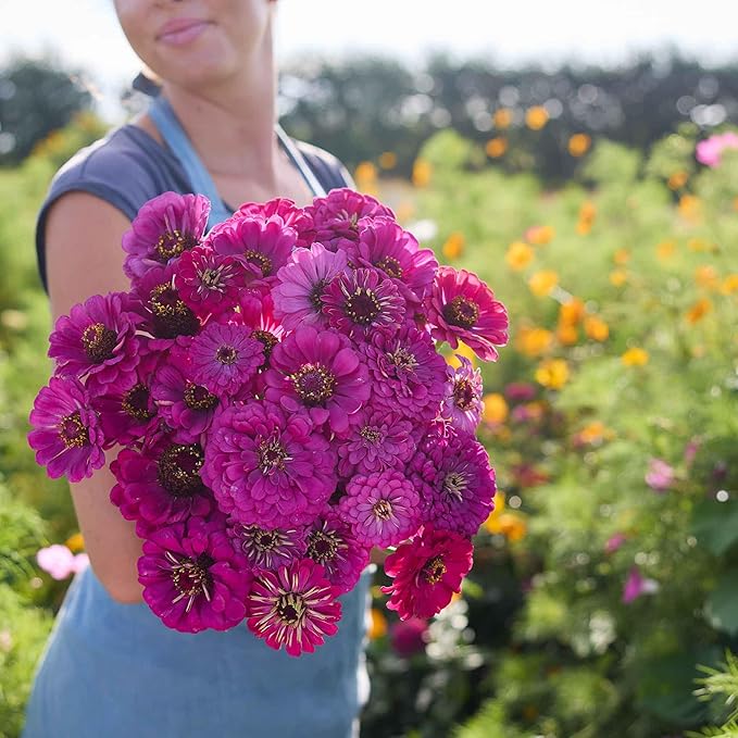 Eden Brothers Zinnia Seeds - Purple Prince, Non-GMO Seeds for Planting, 1 oz | Low-Maintenance Flower Seeds, Plant During Spring, Zones 3, 4, 5, 6, 7, 8, 9, 10