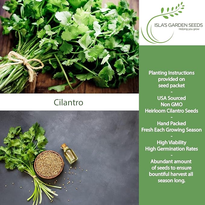 Cilantro Seeds (Coriandrum sativum) – 500+ Heirloom Non-GMO Seeds by Isla’s Garden Seeds, Fresh Aromatic Leaves, Fast Growing Culinary Herb, Also Known as Coriander, Ideal for Containers Garden Beds