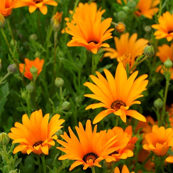 Outsidepride Orange African Daisy Seeds - 2000 Pcs. Annual Flower Seeds for Planting Outdoors with Long-Lasting Blooms, Drought-Tolerant, Easy to Grow for Sunny Gardens & Borders