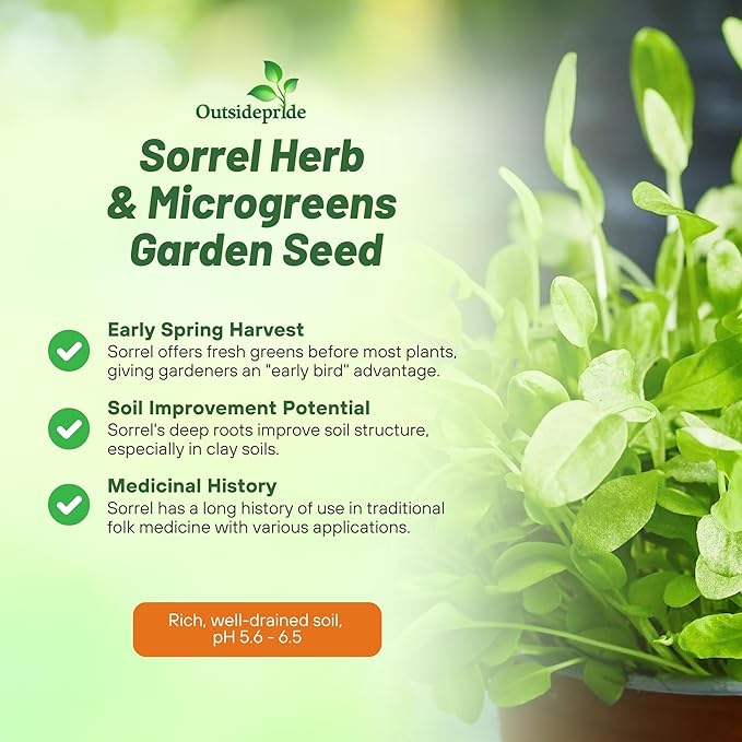 Outsidepride Sorrel Seeds - 10,000 Pcs Perennial, Easy-to-Grow, Drought and Frost Tolerant Herb & Microgreens for Culinary Use, Pollinator Gardens, and Outdoor Landscaping