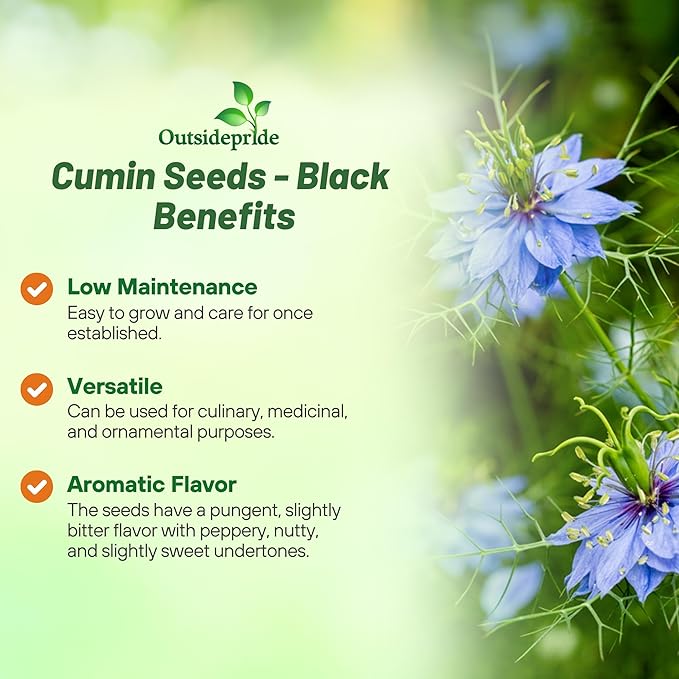 Outsidepride Black Cumin Seeds for Planting - 1000 Pcs Annual, Aromatic Spice, Easy to Grow, Flavorful Seeds for Culinary & Traditional Spice and Herb Gardens, Versatile & Low-Maintenance