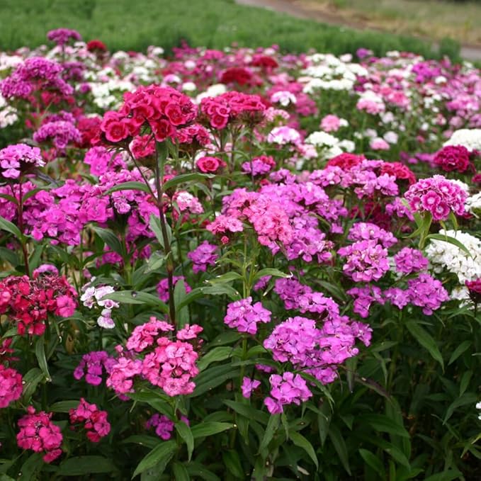 5000+ Sweet William Seeds Perennial for Planting-Dianthus Seeds Sweetness Flower Non-GMO Heirloom for Outdoor Garden Hardy to USDA Zones 3-9