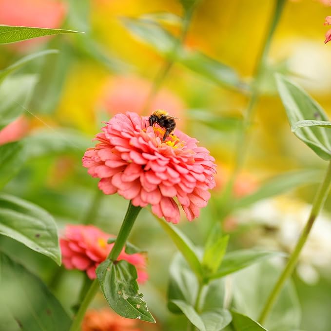 Eden Brothers Zinnia Seeds - Pumila Salmon, Non-GMO Seeds for Planting, 1/4 lb | Low-Maintenance Flower Seeds, Plant During Spring, Zones 3, 4, 5, 6, 7, 8, 9, 10