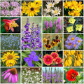 Park Seed Grow Your Own Vibrant Perennial Wildflower Garden Seeds Mixture, Easy to Grow Varieties for Pollinators and Spring Gardens - Native Perennial Mix, 5 lbs
