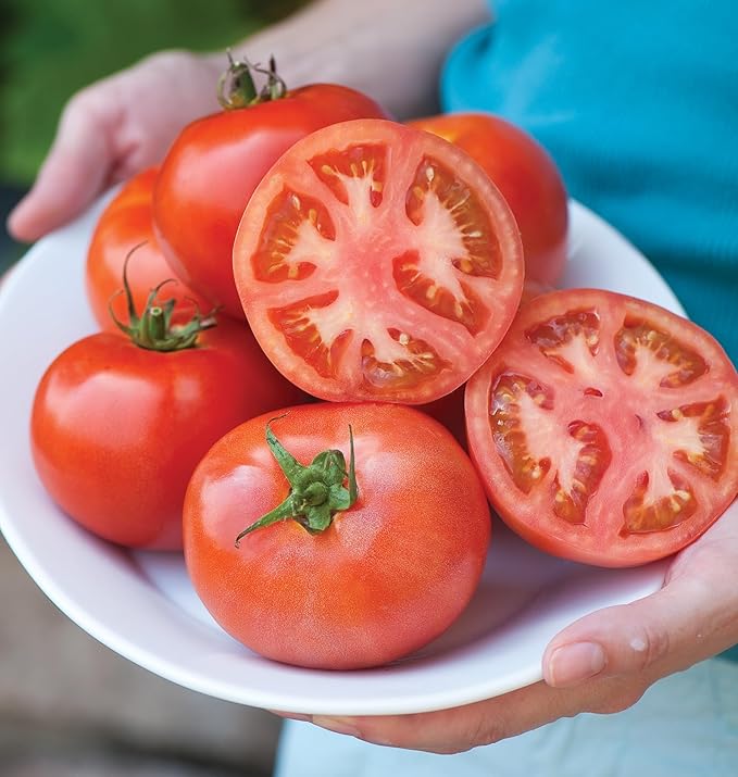 Burpee 'Early Pick VF' Hybrid , Red Beefsteak Slicing Tomato , 50 Non-GMO Seeds