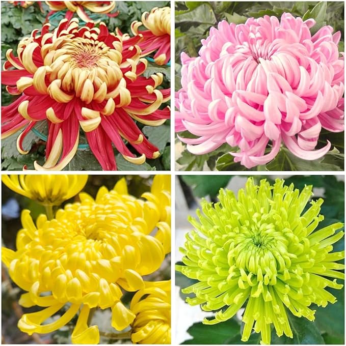 100+Rainbow Chrysanthemum Seeds for Planting Outdoors -Perennial Ornamental Flowering Planting Garden and Pots