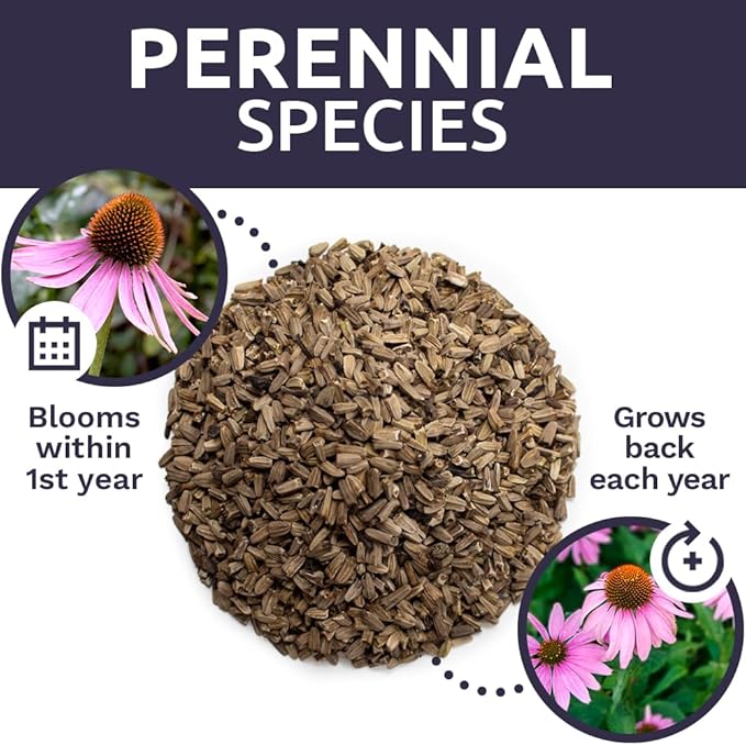 Purple Coneflower Seeds – Bulk Quarter Pound Packet – Over 12,000 Open Pollinated Non-GMO Wildflower Seeds – Echinacea purpurea