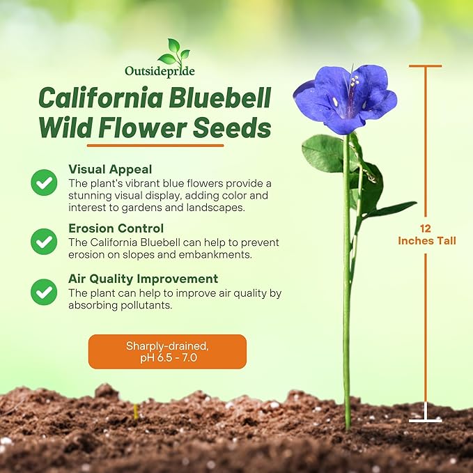 Outsidepride California Bluebell Wildflower Seeds - 1/4 Lb. Annual, Hardy, Easy-to-Grow, & Pollinator-Friendly Phacelia Campanularia Flower Seeds for Planting Vibrant Blue Blooms in Summer Gardens