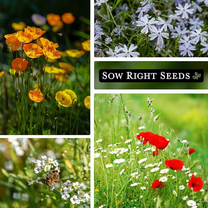 Sow Right Seeds - Wildflowers Seeds Mix for Planting in Northwest - Non-GMO Heirloom Varieties to Grow a Wild Flower Garden - Perennial and Annual Flowers to Attract Pollinators - Colorful Blooms (1)