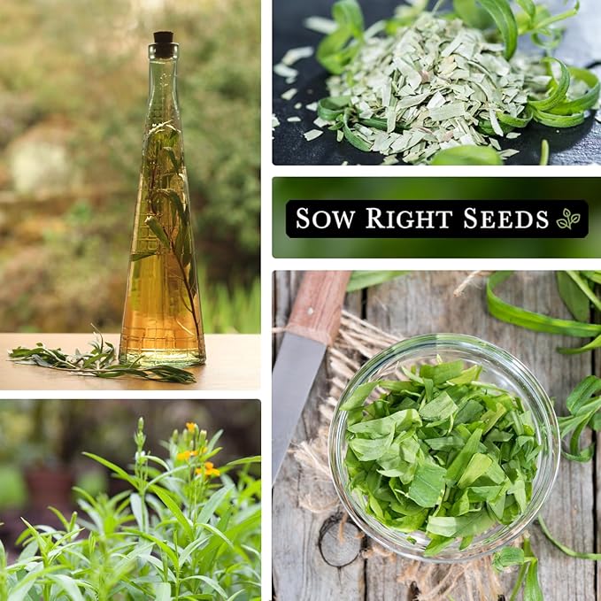 Sow Right Seeds - Russian Tarragon Seeds for Planting - Little Dragon - Non-GMO Heirloom Packet with Instructions for Planting a Beautiful Herb Garden - Rare Culinary Herbs for Home Gardening (1)