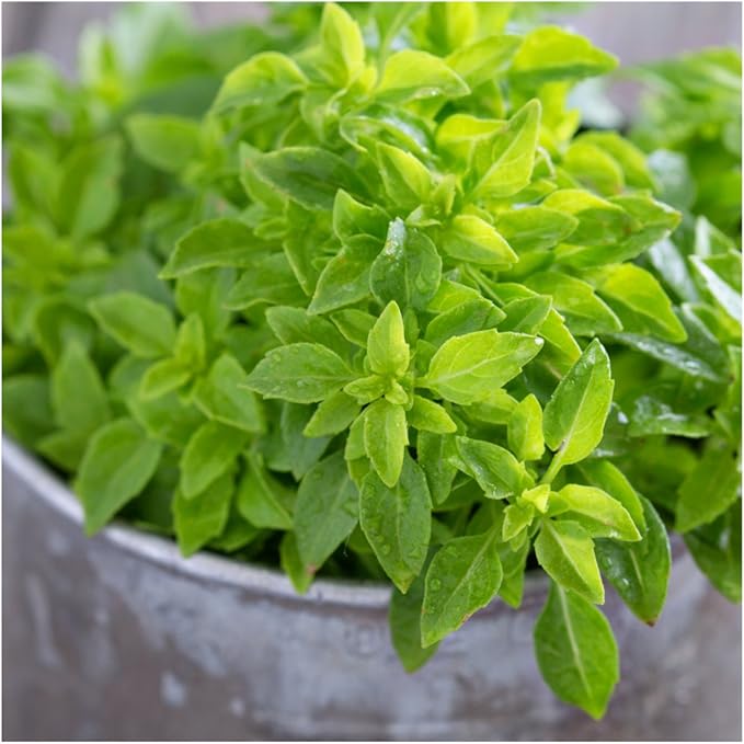 Seed Needs Spicy Globe Basil Seeds for Planting - Non-GMO Heirloom & Untreated Culinary Herb Seed to Plant an Indoor or Outdoor Home Grown Kitchen Garden (2 Packs)