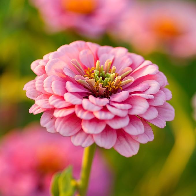 Eden Brothers Zinnia Seeds - Illumination, Non-GMO Seeds for Planting, 1 oz | Low-Maintenance Flower Seeds, Plant During Spring, Zones 3, 4, 5, 6, 7, 8, 9, 10