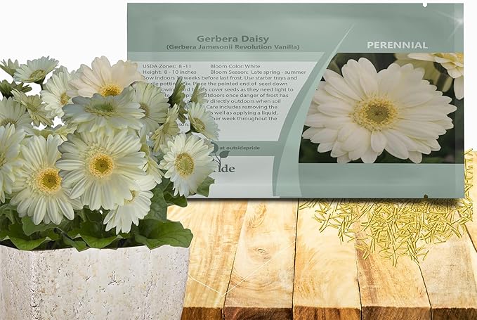 Outsidepride Vanilla Gerbera Seeds - 10 Pcs Perennial, Compact & Low Maintenance, Flower Seeds for Planting w/Vibrant White Blooms, Ideal for Garden Landscaping & Cut Flower Arrangements