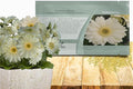 Outsidepride Vanilla Gerbera Seeds - 10 Pcs Perennial, Compact & Low Maintenance, Flower Seeds for Planting w/Vibrant White Blooms, Ideal for Garden Landscaping & Cut Flower Arrangements