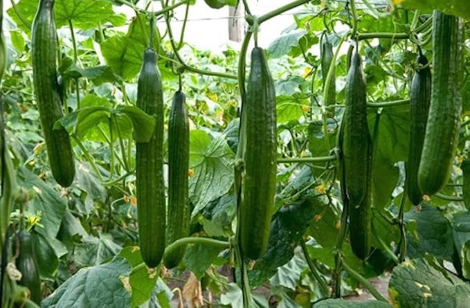 Seeds Cucumber Chinese Wonder Open-Pollinated / 60 Days/Non GMO/Heirloom