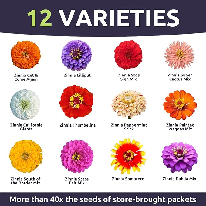 Zinnia Crazy Blend - Bulk 1 Pound Bag - 60,000 Flower Seeds for Planting - Zinnia elegans