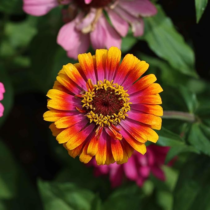 Eden Brothers Zinnia Seeds - Zowie Yellow Flame, Non-GMO Seeds for Planting, Packet | Low-Maintenance Flower Seeds, Plant During Spring, Zones 2, 3, 4, 5, 6, 7, 8, 9, 10, 11