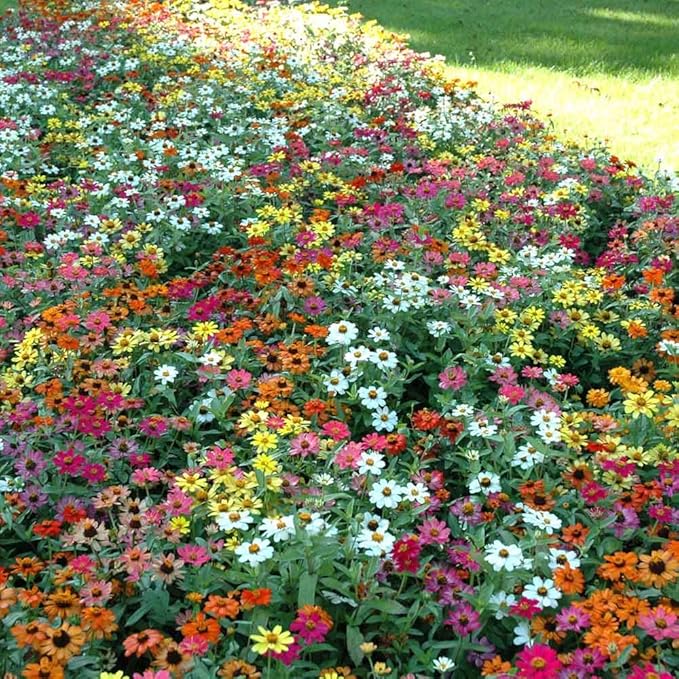 Eden Brothers Zinnia Seeds - Profusion Mix, Non-GMO Seeds for Planting, Packet | Low-Maintenance Flower Seeds, Plant During Spring, Zones 3, 4, 5, 6, 7, 8, 9, 10