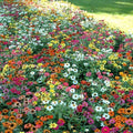 Eden Brothers Zinnia Seeds - Profusion Mix, Non-GMO Seeds for Planting, Packet | Low-Maintenance Flower Seeds, Plant During Spring, Zones 3, 4, 5, 6, 7, 8, 9, 10