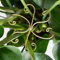 5PCS Monstera Plant Stem Support Hook - 6.5 * 6.5IN Durable Metal Stem Stabilizer for Monstera Plants and Fishbone Cactus - Gentle Protection Leaf Holder - Easy Installation - 5 Piece Set