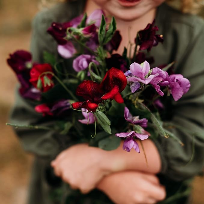 Bijou Sweet Pea Mix - 50 Seeds - Heirloom & Open-Pollinated Variety, Fragrant & Colorful Mixture, Non-GMO Flower Seeds for Planting Outdoors in The Home Garden, Thresh Seed Company
