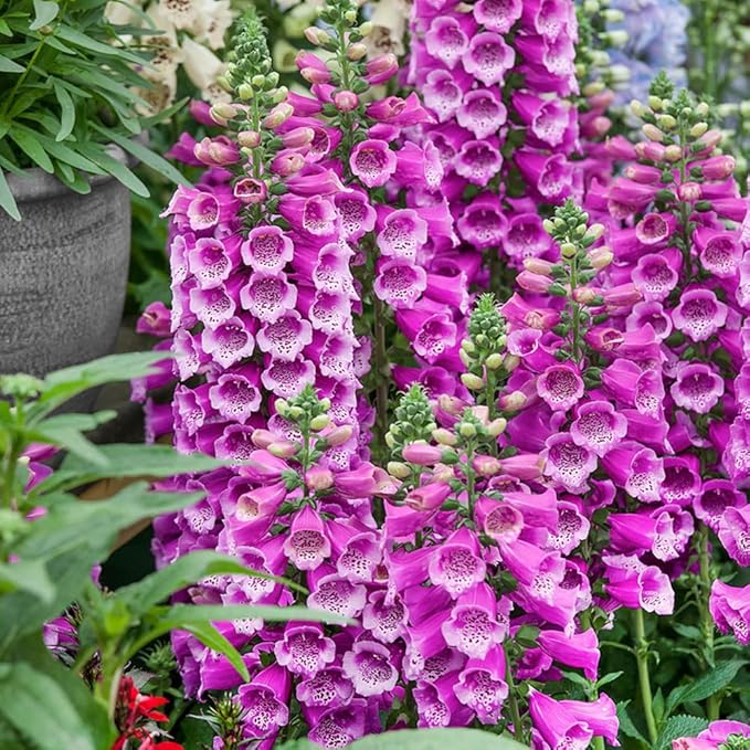 Outsidepride Digitalis Purpurea Dalmatian Purple Foxglove Seeds – 50 Pcs Perennial, Prolific, Tall Growing Flower Seeds with Pollinator-Friendly Blooms for Shaded Gardens & Outdoor Landscapes