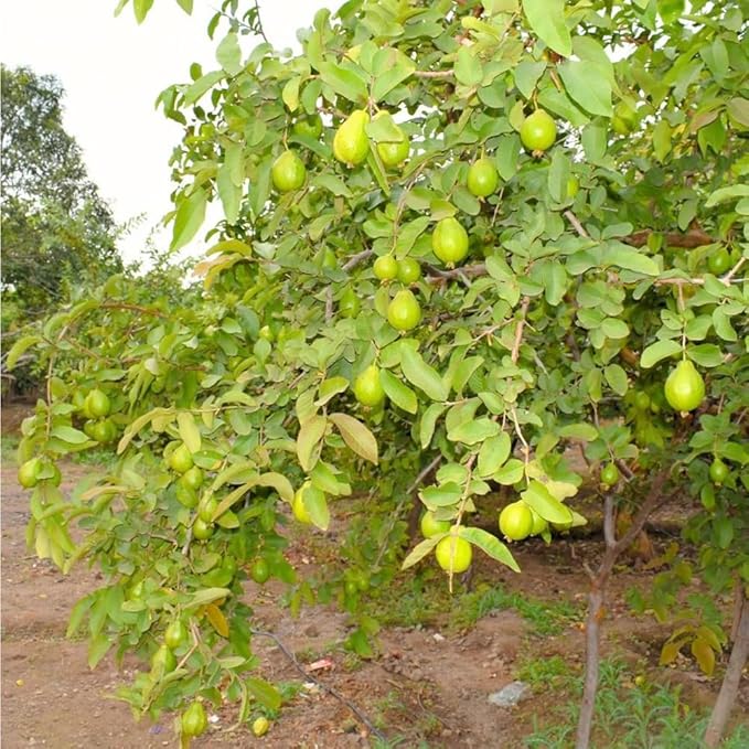 100+ Organic Pink Guava Seeds for Planting,Psidium Guajava Seeds Non-GMO Heirloom,Tropical Fruit Seed Vitamin C Rich Exotic and Delicious Fruits for Garden Home Outdoor