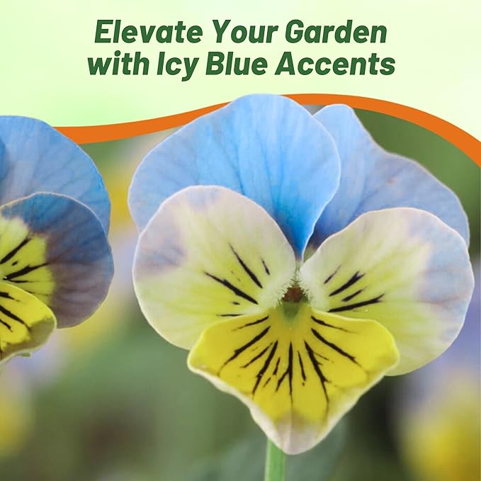 Outsidepride Miniola Heart Ice Blue Violet Seeds for Planting - 100 Pcs Annual, Compact & Pollinator Friendly Viola Flower Seeds w/Green and Blue Blooms, Ideal for Garden Borders & Container Displays