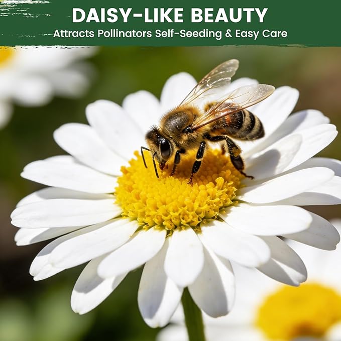 German Chamomile Seeds for Planting - 10,000+ Non-GMO Heirloom Seeds (Matricaria chamomilla), Homegrown Herbal Tea, Attracts Pollinators, Self-Seeding, USDA Zones 4-9, Medicinal Herb