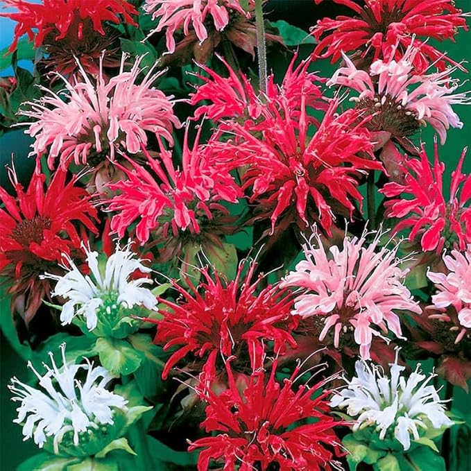 900+ Perennial Mix Bee Balm Flower Seeds for Planting-Non-GMO Heirloom Plant Seeds Garden Outdoor-Attracts Butterflies, Bees
