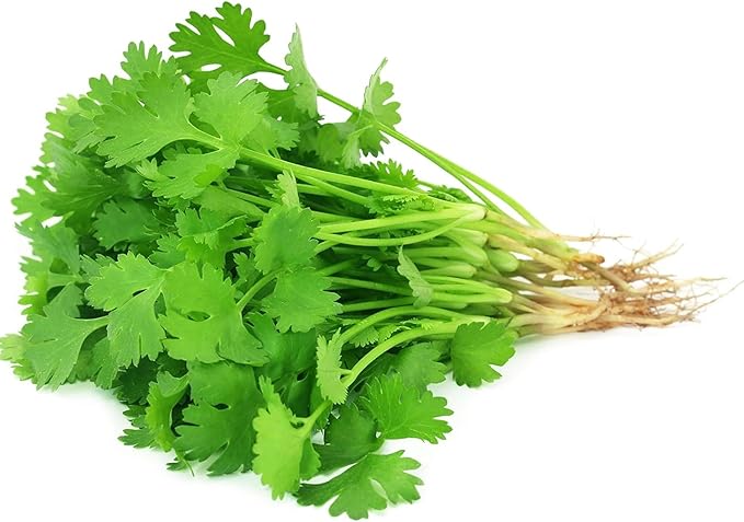 1000 Cilantro Seeds for Planting – Heirloom Coriander Herb – for Garden Beds, Pots, and Kitchen Herb Gardens