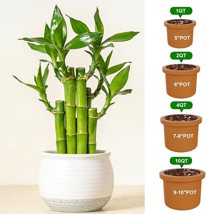 Pure Natural Potting Soil for Lucky Bamboo Plants 4qt- Superior Drainage & Breathability, Ideal Indoor Plant Soil
