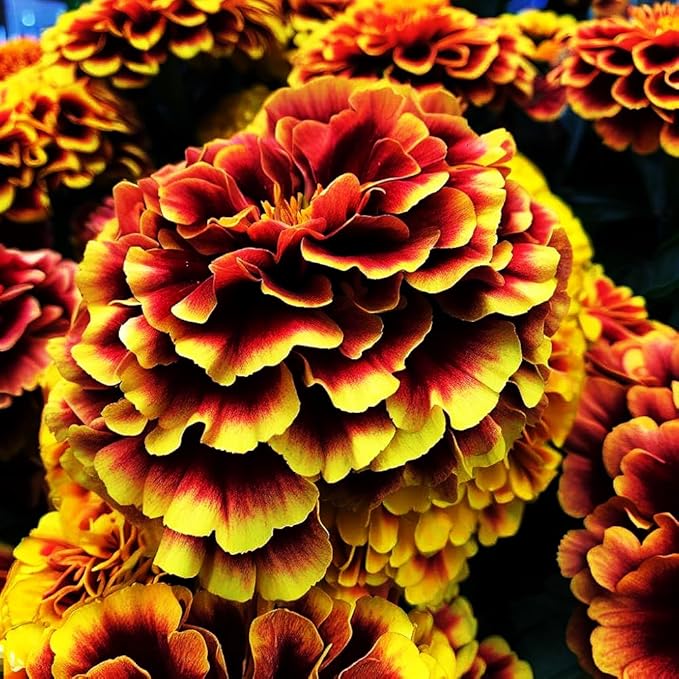 1000 PCS Marigold Seeds for Planting-Non-GMO Heirloom African Marigold Seeds- Heat & Drought Flower Seed Blooms Home Garden Flower to Plant Open Pollinated Annual Flowers