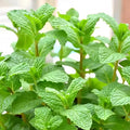 3800PCS Mint Seeds for Planting – Fragrant, Fast-Growing Herb | Easy Growing Indoors & Outdoors | Perfect for Tea, Cooking, and Aromatherapy