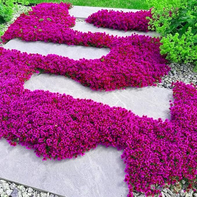 15500+ Mix Magic Perennial Creeping Thyme Seeds for Planting, Thymus Serpyllum Heirloom, Ground Cover Plants