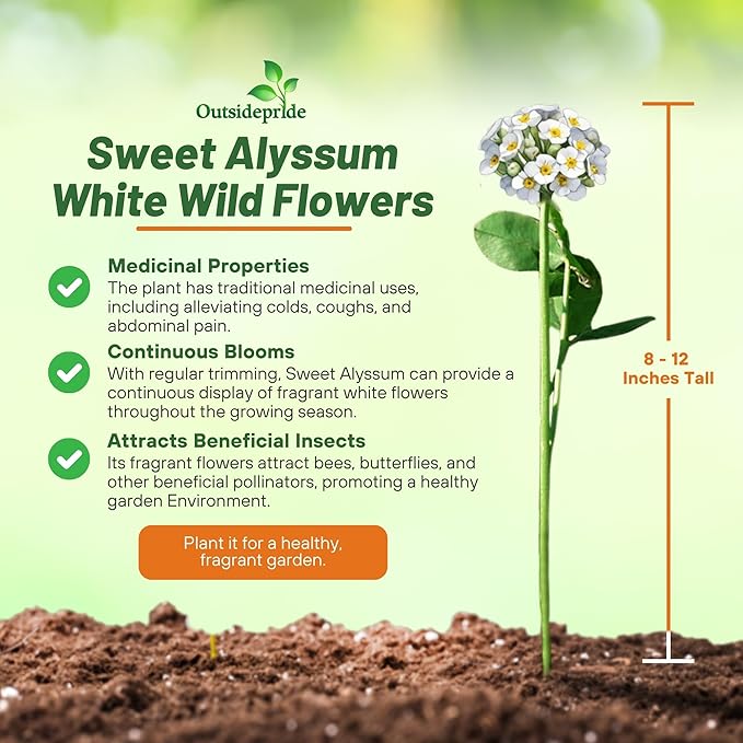Outsidepride Perennial Sweet Alyssum Seeds - 1/4 lb. White Lobularia Maritima Seeds for Ground Cover, Pollinator-Friendly Gardens, Drought-Tolerant Landscaping, Easy-to-Grow in USDA Zones 7-9