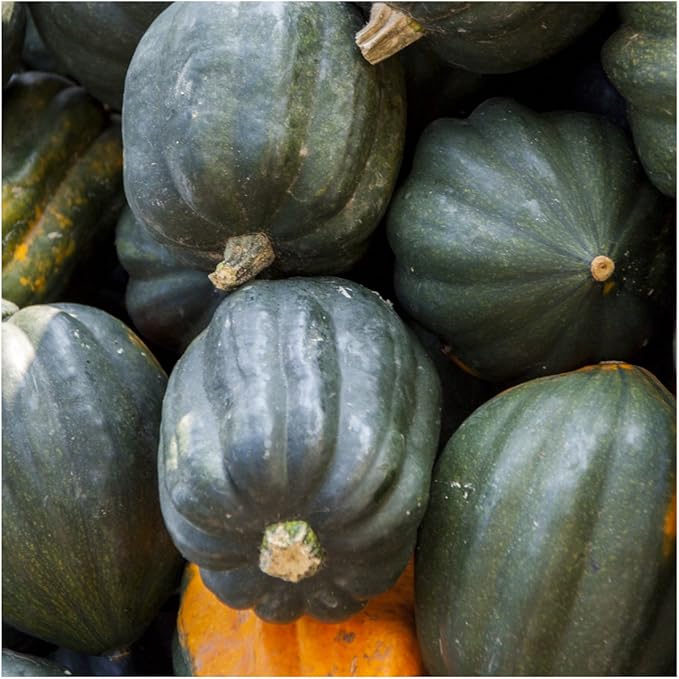 Seed Needs, Table Queen Winter Squash Seeds - 45 Heirloom Seeds for Planting Cucurbita Pepo - Non-GMO & Untreated to Plant an Outdoor Vegetable Garden (1 Pack)