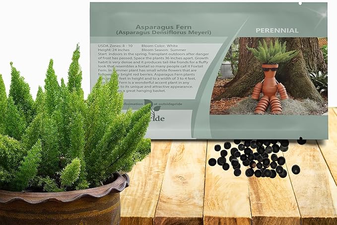 Outsidepride Meyeri Asparagus Fern Seeds - 10 Pcs. Perennial, Easy to Grow & Pollinator Friendly, Flower Seeds for Planting Evergreen Feather-Like Stems for Hanging Baskets & Summer Gardens