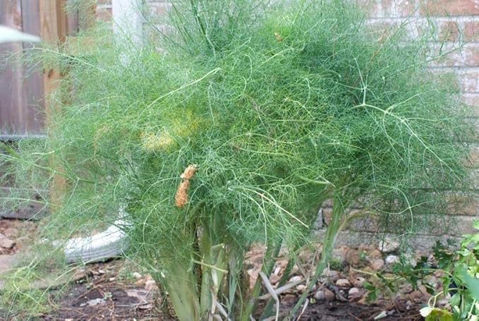 Seeds Dill Bush Type Heirloom Vegetable for Planting Non GMO